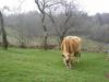 Une vache jersiaise