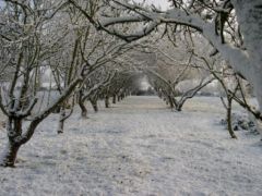 Le verger bio sous la neige