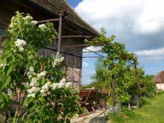 Pergola plantes grimpantes