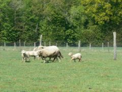 Pré avec moutons vue de la fenêtre d'une chambre