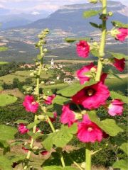 Vallée et fleurs