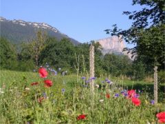 Montagnes et fleurs