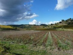 Vue vignoble