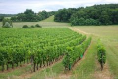 Vignes Lot-et-Garonne