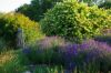 Jardin plantes fleuries