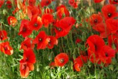 Coquelicots