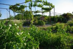 Pergola plantes