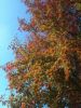 Arbre automne Parc Haut-Languedoc