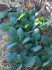 Potager bio paillage