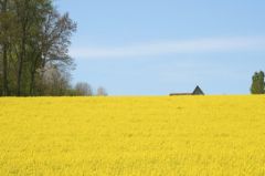 Campagne normandie champs jaune