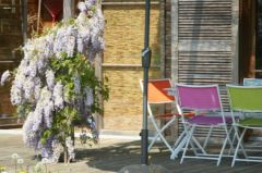 Terrasse bois glycine pergola