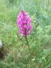 Anacamptis Pyramidalis