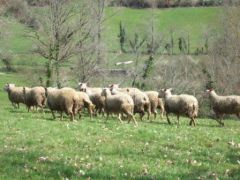 Maison à vendre campagne Dordogne