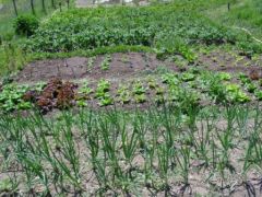 Potager bio maison autonome à vendre Puget-Théniers