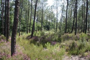 Projet d'éco-hameau en Aquitaine, dans les Landes - 40