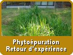Phytoépuration