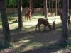 D'autres animaux dans le parc