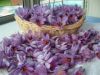 La récolte 2008 de fleurs de safran