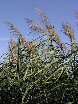 Assainissement autonome écologique : phragmites australis