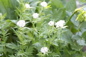 Assainissement autonome semi-collectif - Achillée - Achillea