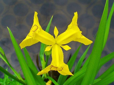 Assainissement collectif écologique - Iris des Marais - Iris pseudacorus