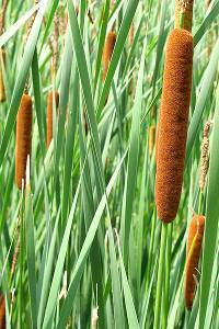 Assainissement écologique - Massettes - Typha Latifolia