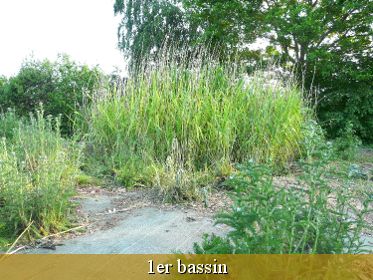 Lagunage - Assainissement par filtres plantés - entretien