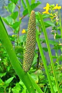 Lagunage - Assainissement par filtres plantés - Acores Calames - Acorus calamus