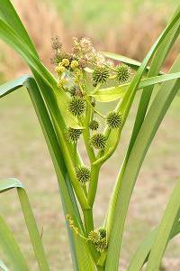 Micro-station d'épuration écologique - Rubaniers - Sparganium erectum