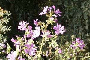 Phytoépuration végétation - Mauves - Malva