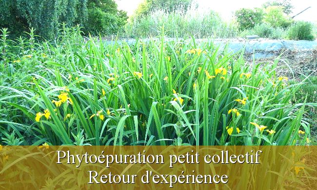 Phytoépuration collective retour d'expérience sur une installation eaux grises et eaux vannes