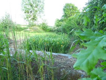 Phytoépuration eaux grises et eaux noires : retour d'expérience et avis