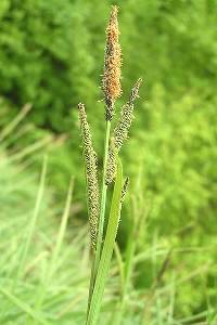 Phytoépuration eaux grises et eaux vannes : Laîches - Carex elata