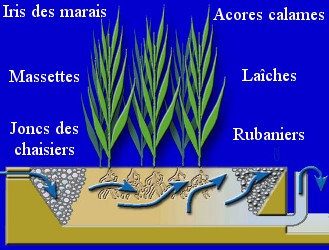 Plantes phytoépuration - Schéma fonctionnement